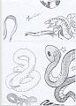 Serpenti e Gechi36